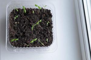 Seedlings of tomatoes in a pot. seedlings. Young plant of tomatoes. Seedlings of tomatoes in a pot. Gardening. Growing tomatoes. photo