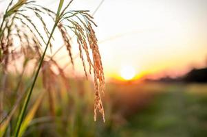 oreja dorada de arroz. primer plano de las semillas de arroz en la espiga de arroz. hermoso campo de arroz dorado y espiga de arroz. atardecer naturaleza fondo azul foto