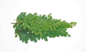 Edible moringa leaves over white background photo