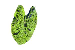 Isolated colocasia mojito leaf with clipping paths, coppy space. photo