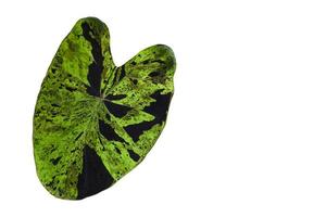 Isolated colocasia mojito leaf with clipping paths, coppy space. photo