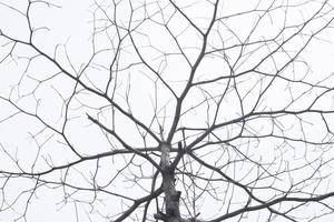 bajo exposición ramas aisladas en un cielo blanco claro. ramas secas de los árboles debido a la estación seca foto