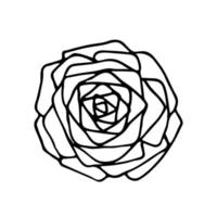 Outline flower. Rose. Black hand drawn doodle sketch. Black vector illustration isolated on white. Line art.