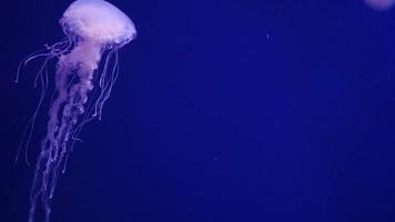 água-viva nadando, medusa, hidra video