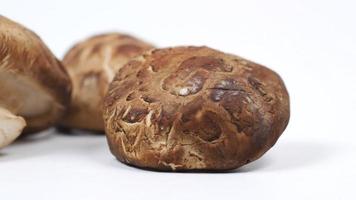 Close up of portobello mushrooms on white background video