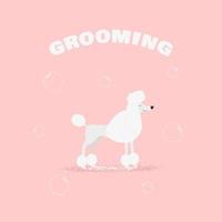 Grooming banner with poodle. vector