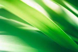 Abstract nature green blurred background nature leaf on greenery background in garden with copy space using as background wallpaper page concept. photo