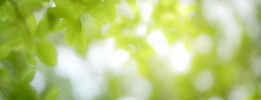 primer plano de la hermosa vista de la naturaleza hoja verde sobre fondo verde borroso en el jardín con espacio de copia utilizando como concepto de página de portada de fondo. foto