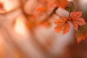 Closeup of beautiful nature view orange red maple leaf on blurred leaf background in garden with copy space using as background wallpaper page concept. photo