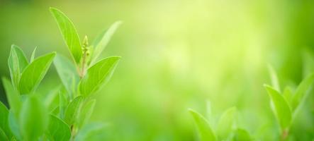 Closeup of beautiful nature view green leaf on blurred greenery background in garden with copy space using as background cover page concept. photo