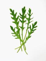 Fresh arugula leaves on white background photo