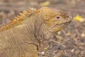 iguana terrestre en las islas galápagos foto