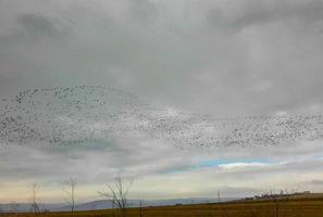 Large flock of flying birds. photo