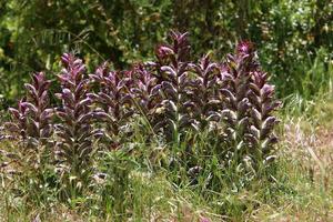 Acanthus grows in a forest clearing among dense and green grass. photo