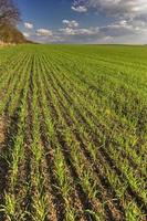 Exciting landscape of green young wheat field and sky with clouds photo