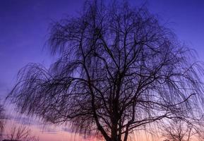 silueta de árbol, sauce llorón después del atardecer foto