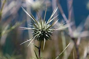 el cardo crece en un claro del bosque en el norte de israel. foto