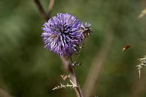 Thistle grows in a forest clearing in northern Israel. photo