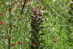 Acanthus grows in a forest clearing among dense and green grass. photo