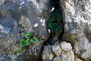 Cyclamens in a forest clearing in northern Israel. photo