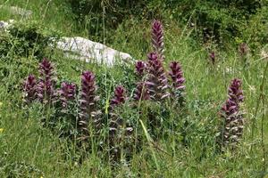 Acanthus grows in a forest clearing among dense and green grass. photo