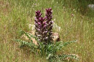 Acanthus grows in a forest clearing among dense and green grass. photo