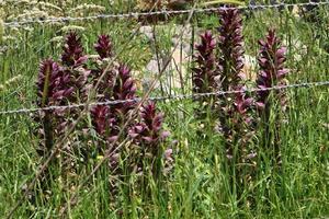 Acanthus grows in a forest clearing among dense and green grass. photo