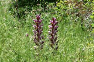 Acanthus grows in a forest clearing among dense and green grass. photo