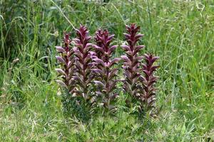 Acanthus grows in a forest clearing among dense and green grass. photo