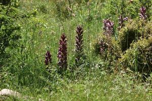 Acanthus grows in a forest clearing among dense and green grass. photo