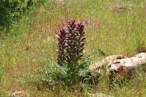 Acanthus grows in a forest clearing among dense and green grass. photo