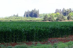 el maíz madura en un campo de cultivo colectivo en el norte de israel. foto