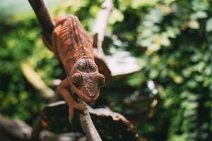 Chameleon on branch photo