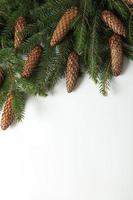 Holidays greeting card or banner composition with pine tree branches. Merry Christmas background and Happy New Year 2023. photo