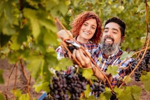 Vineyard Harvest view photo