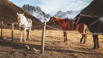 Beautiful three horses white brown black stand in meadow field in Juta valley in Kazbegi national park with dramatic mountain peaks background. Hike Juta valley panorama photo
