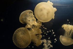 White-spotted Jellyfish view photo