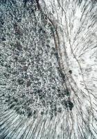 Forest In Winter From Above photo