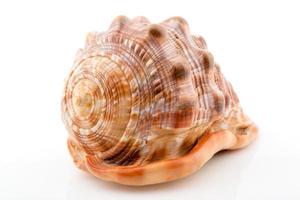 Ocean Shell view photo