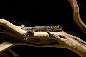 Lizard on branch photo