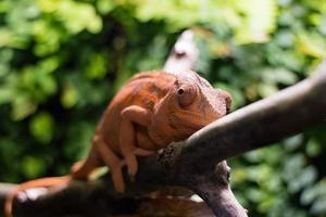 Chameleon on branch photo