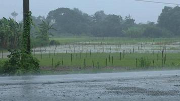 La temporada de lluvias tormentosas con relámpagos, cielos rugientes y fuertes ráfagas de viento hacen que las inundaciones sean un espectáculo aterrador, las lluvias torrenciales despiadadas en los jardines de los granjeros dañan y continúan las cosechas. video