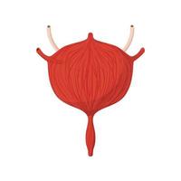 Human bladder cartoon icon vector