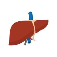Human liver cartoon icon vector