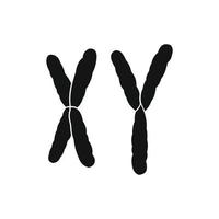 X and Y chromosome icon vector