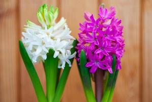 White and pink hyacinth flowers on a background of wooden planks photo