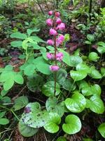 Pyrola, close-up. Plant in summer photo