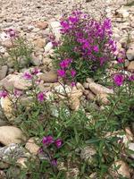 Flower of Chamaenerion latifolium or Epilobium latifolium photo