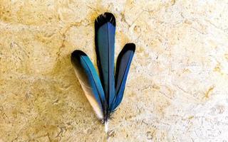 Feathers of beautiful blue cenote bird Mot Mot MotMot Mexico. photo