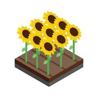 icono 3d isométrico del campo de girasol vector